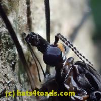 /home//u458753944/public_html/sourcegallery//////////////////////Insects and small critters/flies (Diptera)/P7070258.JPG